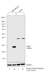 TIMP1 Antibody in Western Blot (WB)