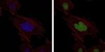 MSH6 Antibody in Immunocytochemistry (ICC/IF)