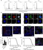 Musashi-1 Antibody in Immunohistochemistry (Paraffin) (IHC (P))