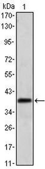 MSI1 Antibody in Western Blot (WB)