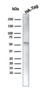 HA Tag Antibody in Western Blot (WB)