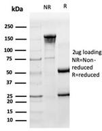 HA Tag Antibody in SDS-PAGE (SDS-PAGE)