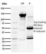 Cyclin A1 Antibody in SDS-PAGE (SDS-PAGE)