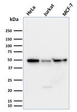 Cyclin A1 Antibody in Western Blot (WB)