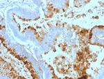 Lewis A (Blood Group Antigen) Antibody in Immunohistochemistry (Paraffin) (IHC (P))