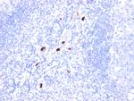 Myeloid Cell Marker (Macrophage/Granulocyte Marker) Antibody in Immunohistochemistry (Paraffin) (IHC (P))