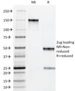 Myeloid Cell Marker (Macrophage/Granulocyte Marker) Antibody in SDS-PAGE (SDS-PAGE)