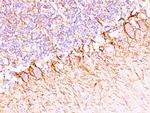 Neurofilament (H+L) (Neuronal Marker) Antibody in Immunohistochemistry (Paraffin) (IHC (P))