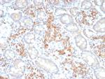 Pan-Cadherin Antibody in Immunohistochemistry (Paraffin) (IHC (P))