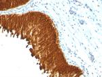 Cytokeratin, Multi (Epithelial Marker) Antibody in Immunohistochemistry (Paraffin) (IHC (P))