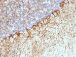 Neurofilament (H+L) (Neuronal Marker) Antibody in Immunohistochemistry (Paraffin) (IHC (P))