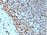 HLA-Pan (MHC II) Antibody in Immunohistochemistry (Paraffin) (IHC (P))