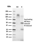 Cyclin A1 Antibody in SDS-PAGE (SDS-PAGE)