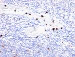 Myeloid Cell Marker (Macrophage/Granulocyte Marker) Antibody in Immunohistochemistry (Paraffin) (IHC (P))