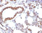 Actin, Muscle Specific (Muscle Cell Marker) Antibody in Immunohistochemistry (Paraffin) (IHC (P))