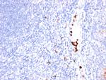 Myeloid Cell Marker (Macrophage/Granulocyte Marker) Antibody in Immunohistochemistry (Paraffin) (IHC (P))