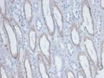 Biotin (Vitamin B7 or Vitamin H) Antibody in Immunohistochemistry (Paraffin) (IHC (P))