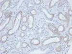 Biotin (Vitamin B7 or Vitamin H) Antibody in Immunohistochemistry (Paraffin) (IHC (P))