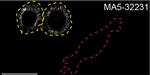 Moesin Antibody in Immunocytochemistry (ICC/IF)