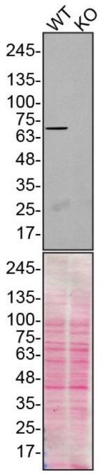 Moesin Antibody