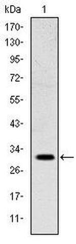 MSX1 Antibody in Western Blot (WB)