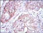 MTHFR Antibody in Immunohistochemistry (Paraffin) (IHC (P))