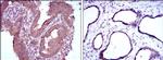 MTHFR Antibody in Immunohistochemistry (Paraffin) (IHC (P))