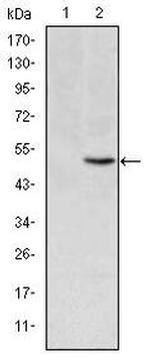 MTHFR Antibody in Western Blot (WB)