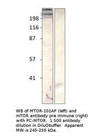 mTOR Antibody in Western Blot (WB)