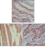 MUSK Antibody in Immunohistochemistry (Paraffin) (IHC (P))