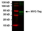 Myc Tag Antibody in Western Blot (WB)