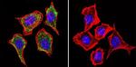 IGF2R Antibody in Immunocytochemistry (ICC/IF)