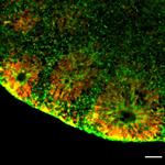 Mouse IgG (H+L) Secondary Antibody in Immunohistochemistry (Frozen) (IHC (F))