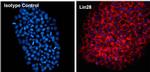 Mouse IgG2a Isotype Control in Immunocytochemistry (ICC/IF)