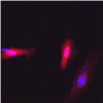 c-Myc Antibody in Immunocytochemistry (ICC/IF)