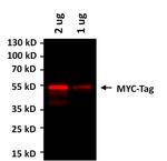 c-Myc Antibody in Western Blot (WB)