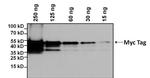 Myc Tag Antibody in Western Blot (WB)