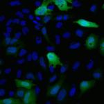 HA Tag Antibody in Immunocytochemistry (ICC/IF)