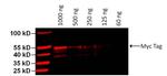 Myc Tag Antibody in Western Blot (WB)