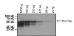 Myc Tag Antibody in Western Blot (WB)