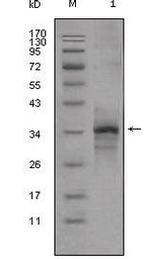 Myostatin Antibody in Western Blot (WB)