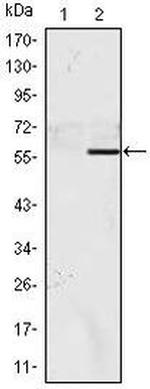 NAC1 Antibody in Western Blot (WB)