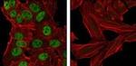 Nanog Antibody in Immunocytochemistry (ICC/IF)