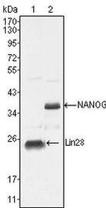 Nanog Antibody in Western Blot (WB)