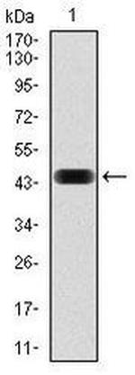 NCK1 Antibody in Western Blot (WB)