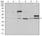 NCK1 Antibody in Western Blot (WB)