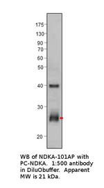 NM23A Antibody in Western Blot (WB)