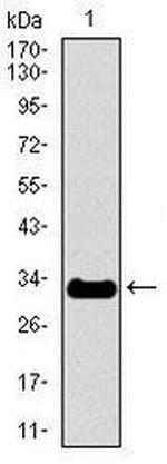 NF-H Antibody in Western Blot (WB)