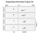 Shootin1 Antibody in Western Blot (WB)