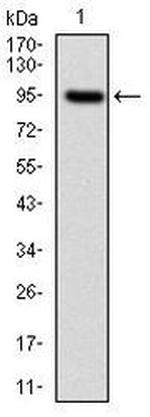 NEFL Antibody in Western Blot (WB)